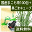 国産まこも茶4.5g×100パック + 黒ごまキューブ1個 送料無料 濃厚な煮出し用ティーバッグ 農薬不使用 マコモ茶 真菰茶|GOMAJE(ゴマジェ) 自然派スイーツ 【コンビニ受取対象商品】