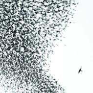 【送料無料】 Wilco ウィルコ / Sky Blue Sky 輸入盤 【CD】