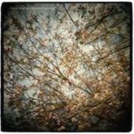 Horse Feathers / Thistled Spring 【LP】