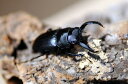 アマミシカクワガタ成虫ペア♂♀FREE「小型サイズ」