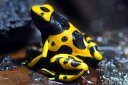 D.leucomelas guyanna yellow 【キオビヤドクガエル】