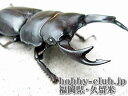 福岡産オオクワガタ幼虫 200cc菌糸Kp入り 種♂82mm♀52mm使用