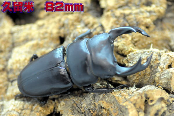 オオクワガタ♂82mm♀52mm【久留米産】2016年新成虫 No16 オオクワガタ♂82mm♀52mm【久留米産】2016年新成虫 No16