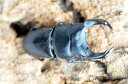 福建省ホペイ♂74mm♀FREE【北峰】S-1 【♂画像個体】