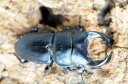 福建省ホペイ♂74mm♀FREE【北峰】S-2 【♂画像個体】