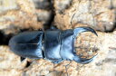 福建省ホペイ♂74mm♀FREE【北峰】S-3 【♂画像個体】