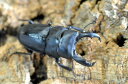 スジブトヒラタ成虫ペア ♂69mm ♀45〜46mm No1【BE-KUWAギネス血統】