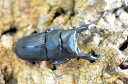 スジブトヒラタ成虫ペア ♂69mm ♀45〜46mm No4【BE-KUWAギネス血統】
