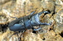 スジブトヒラタ成虫ペア ♂69mm ♀45〜46mm No2【BE-KUWAギネス血統】