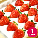 お中元 贈り物 ギフト フルーツ送料無料 北海道産 いちご 銀龍苺「さがほのか」(1シート)【フルーツ 果物 いちご 苺 イチゴ 銀龍 銀龍いちご 生苺 北海道 十勝 お取り寄せ 内祝 プレゼント お菓子作り】【10_OFF】