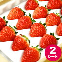 お中元 贈り物 ギフト フルーツ送料無料 北海道産 いちご 銀龍苺「さがほのか」(2シート)【フルーツ いちご 苺 イチゴ 銀龍 銀龍いちご 北海道 十勝産 お取り寄せ 内祝い プレゼント お菓子作り】【10_OFF】