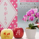 母の日 干し柿 ギフト送料無料 母の日ギフト 青森県産メッセージ入り紅白りんご&マイクロ胡蝶蘭セット【メッセージ 感謝 リンゴ フルーツ 果物 花 鉢植 お取り寄せ ギフト あおもり】