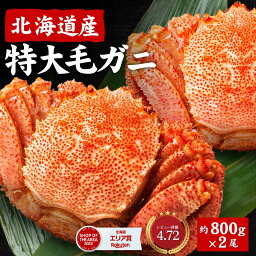 北海道産 毛蟹 <strong>毛ガニ</strong> <strong>特大</strong> 毛がに 800g 2尾セット 送料無料 札幌 場外市場 ボイル 海鮮グルメ お取り寄せ ギフト プレゼント 母の日 プレゼント