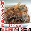 【応援セール】【送料無料】特大ボタン海老500g【場外市場】...