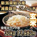 29年産 新米 新潟産こしいぶき 30kg 玄米 (10kg×3袋) 送料無料 食味Aランク (ほぼ 無農薬) 一等級