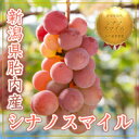【敬老の日 プレゼント】大粒のぶどう シナノスマイル 朝採り(4〜5房)新潟県胎内産の高級ブドウ2kg【送料込み】【熨斗紙_名入れ無料_ギフト】葡萄