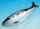 最高級釧路昆布森産活〆「時鮭」（トキシラズ）【切り身・刺身造り】2.3〜2.6kg前後（急速冷凍）
