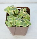 【当店農場生産】多肉植物 ペルシダ錦 7.5センチポット苗