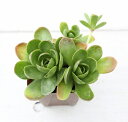 【当店農場生産】多肉植物 玄海岩蓮華(ゲンカイイワレンゲ) 7.5センチポット苗 蓮華の花のような葉っぱがとてもかわいい多肉植物♪寄せ植えに最適!