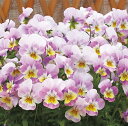 【当店農場生産】ビオラ なごみももか かんかん(花なし苗) 9センチポット苗 花壇や寄せ植えに♪