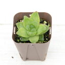 【当店農場生産】多肉植物 ハオルチア 京の華 7.5センチポット苗