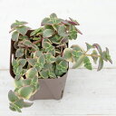 【当店農場生産】多肉植物 ペルシダ錦 7.5センチポット苗
