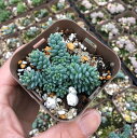 【当店農場生産】多肉植物 マジョール 7.5センチポット苗