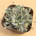 【当店農場生産】多肉植物 子持ち蓮華錦 7.5センチポット苗