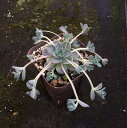【当店農場生産】多肉植物 子どもたっぷり 子持ち蓮華 7.5センチポット 蓮華のような葉っぱがかわいい♪