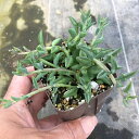 【当店農場生産】多肉植物 ドルフィンネックレス 7.5センチポット苗