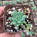 【当店農場生産】多肉植物 グラプトペダルム マクドガリー 7.5センチポット苗