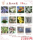 送料無料!【当店農場生産】人気のお花(宿根草)10鉢+ガーデ...