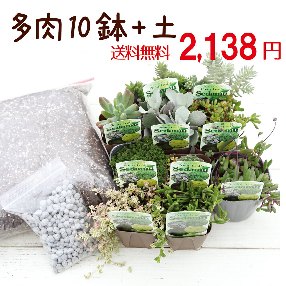 送料無料 当店農場生産 とってもかわいい多肉植物 セダムの苗10鉢 多肉植物 セダム用の土5l 肥料のお試しセット