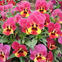 【当店農場生産】ビオラ ももか るびー(花なし苗) 9センチポット苗 花壇や寄せ植えに♪