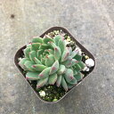 【当店農場生産】多肉植物 エケベリア デローサ 7.5センチポット苗