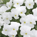 【当店農場生産】ビオラ ももか しろ(花なし苗) 9センチポット苗 花壇や寄せ植えに♪