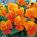 【当店農場生産】ビオラ ももか みかん(花なし苗) 9センチポット苗 花壇や寄せ植えに♪