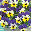 【当店農場生産】ビオラ ビビ トリカラー(花なし苗) 9センチポット苗 花壇や寄せ植えに♪