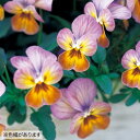 【当店農場生産】ビオラ ビビ アプリコットアンティーク(花なし苗) 9センチポット苗 花壇や寄せ植えに♪