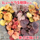 【当店農場生産】ヒューケラ ドルチェ 5種類セット PW (ブラックベリータルト/ビターショコラ/メープルファッジ/シルバーデューク/アップルシブースト)9/22更新