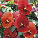 【当店農場生産】ビオラ ももか ほむら(花なし苗) 9センチポット苗 花壇や寄せ植えに♪