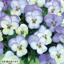 【当店農場生産】ビオラ フローラルパワー ブルーピコティ(花なし苗) 9センチポット苗 花壇や寄せ植えに♪