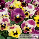 【当店農場生産】パンジー フリズルシズルミニ タペストリー(花なし苗) 9センチポット苗 花壇や寄せ植えに♪