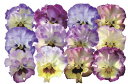 【当店農場生産】パンジー 夢見るパンジー れいんぼーしぇーど(花なし苗) 9センチポット苗 花壇や寄せ植えに♪