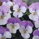 【当店農場生産】ビオラ フローラルパワー ホワイトローズウイング(花なし苗) 9センチポット苗 花壇や寄せ植えに♪