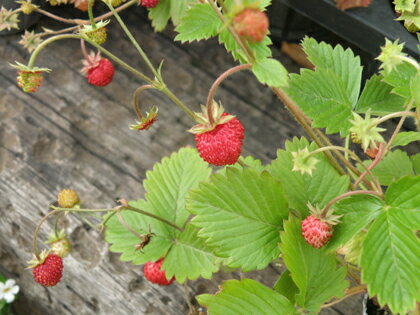 【送料無料】ハーブ ワイルドストロベリー 赤実 鉢植え 農園 直送ホワイトキューブ ポット キッチンハーブ 料理 香り インテリア 観葉植物 蔵王ハーブティー 陶器 ガーデニング ざおうハーブ