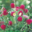 「【当店農場生産】千日紅 クインズカーマイン 9センチポット苗 種が落ちて毎年咲く♪夏も咲く☆」を見る