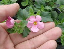 【当店農場生産】バコパコピア グレートピンクビューティー 9センチポット苗 宿根草垂れるように咲く♪