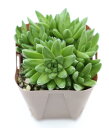 【当店農場生産】多肉植物 ツメレンゲ 7.5センチポット レンゲのような葉っぱがかわいい!