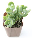 【当店農場生産】多肉植物 ティンカーベル 7.5センチポット苗 とてもかわいい花が咲きます♪
